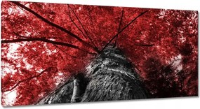 Vászonkép 115x55 mamutfenyő Magas fa