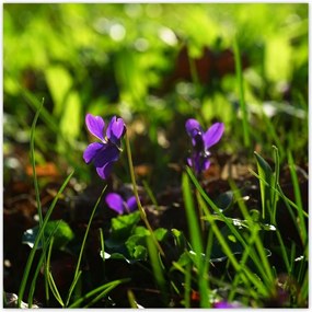 Poszterek 30x30 Mezei ibolya