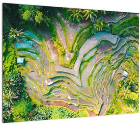 A rizsföldek képe madártávlatból (üvegen) (70x50 cm)