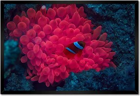 Poszterek keretben 60x40 Vad természet a tengerben