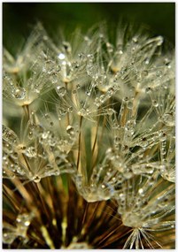 Poszterek 70x100 Pitypang Virág Virágok