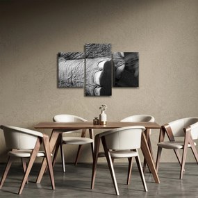 Kép - Elefánt láb (90x60 cm)