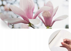 Öntapadós fotótapéta a konyhába Mosható Magnólia virágok 250x104 cm