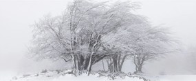 Kép - fehér tél (120x50 cm)