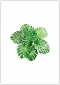 Poszterek 70x100 Lyukas szörny levelek