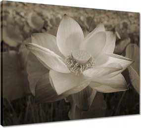 Vászonkép 50x40 Lótuszvirág