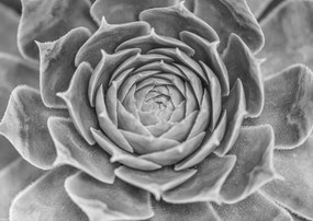 Poszter 42x29,7cm Közelkép pozsgásokról, Assaf Frank