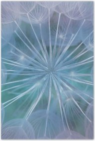 Poszterek 80x120 Pitypang Virág Virágok