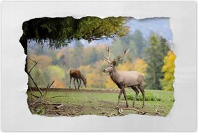 Poszterek 90x60 Szarvas a szeretett szarvassal