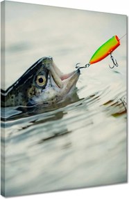 Vászonkép 30x40 Pisztráng a horgon hal
