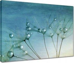 Vászonkép 40x30 Pitypang Virág Virágok