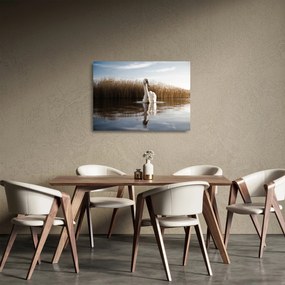 Hattyú képe (üvegen) (70x50 cm)