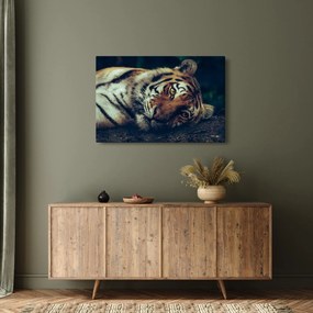 Kép - Szibériai tigris (90x60 cm)