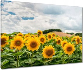 Vászonkép 80x60 Tájkép napraforgókkal