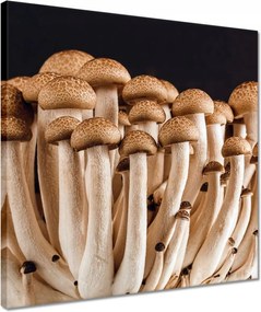 Vászonkép 40x40 Gomba az erdőben Közelkép