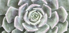 Poszter 91,3x44,5cm Pozsgás, Assaf Frank