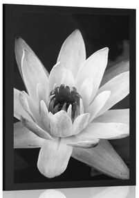 Poszter fekete fehér lótusz virág