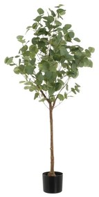 Művirág Eucalyptus – Casa Selección