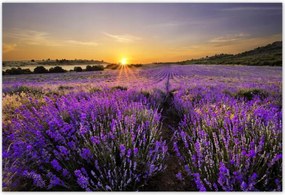 Poszterek 200x135 Levendula tájkép Nap