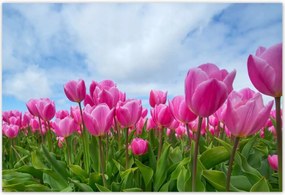 Fotótapéták 200x135 Tulipánok Valentin napra