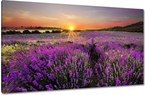 Vászonkép 120x70 Levendula rét