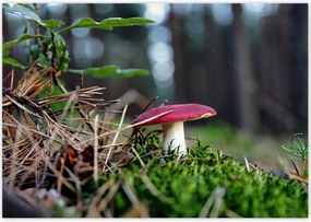 Poszterek 100x70 Gomba Vörös légykapó