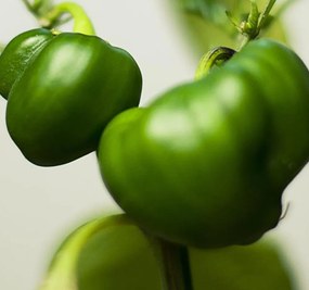 Gario Paraván Zöldpaprika ágon Méret: 180 x 170 cm, Kivitelezés: Klasszikus paraván