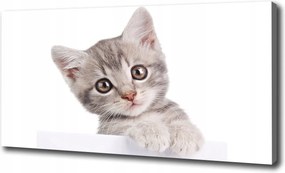 Canvas falikép Szürke macska 120x60 cm