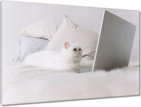 Vászonkép 90x60 Cica Cicák Macskák