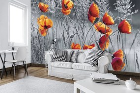 Fotótapéta - Mákvirág (152,5x104 cm)
