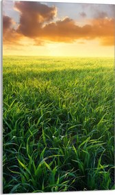 Üveg Vágódeszka 30x52 Kilátás a Konyhába