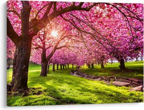 A virágzó cseresznye képe, Hurd Park, Dover, New Jersey (70x50 cm)