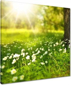 Vászonkép 50x50 Sugárzás a réten