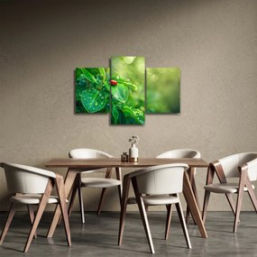 Kép - Katicabogár (90x60 cm)