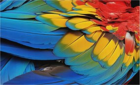 Fotótapéta Flizelin Dekoratív Iroda Szivárvány tollak 416x254 Ragasztó