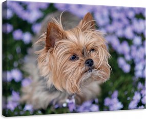 Vászonkép 70x50 Kis kutya terrier lila virágok portré természet