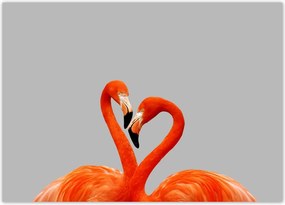 Poszterek 70x50 Flamingók