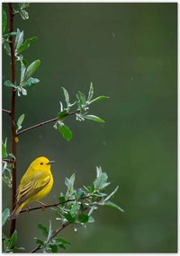 Poszterek 70x100 Madarak