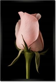 Poszter keretben 40x60 Púderrózsaszín rózsa Virág