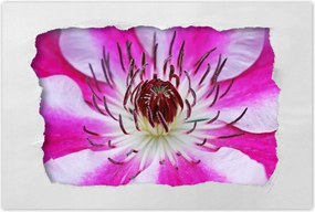 Poszter 90x60 Fehér-lila szirmok