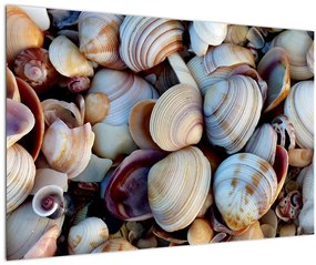 Kagyló képe (90x60 cm)
