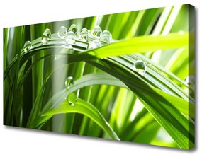 Vászonkép Plant fű harmat cseppek 100x50 cm