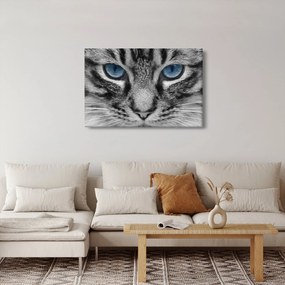 Macska képe (90x60 cm)