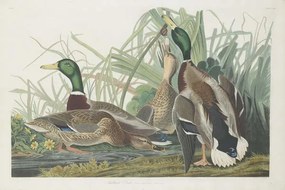 Reprodukció Mallard Duck, 1834, John James (after) Audubon