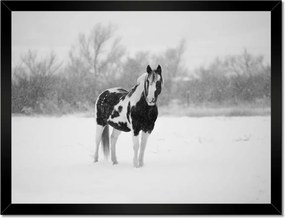 Poszterek keretben 40x30 Ló Fekete-fehér poszter