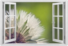 Poszterek 90x60 Pitypang Virág Virágok