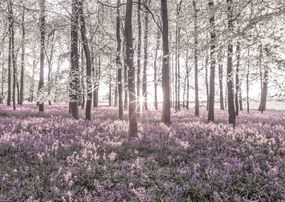 Poszter 42x29,7cm Bluebell erdő tavasszal naplementekor, Assaf Frank