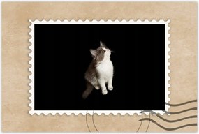 Poszter 60x40 Aranyos kis szürke cica