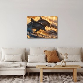 Kép - Delfinek (70x50 cm)