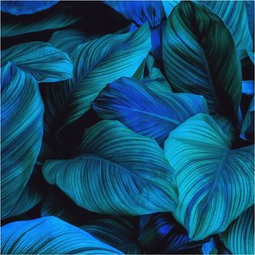 Fali fotótapéta előszoba konyhába Kék levelek 250x250 Ragasztó